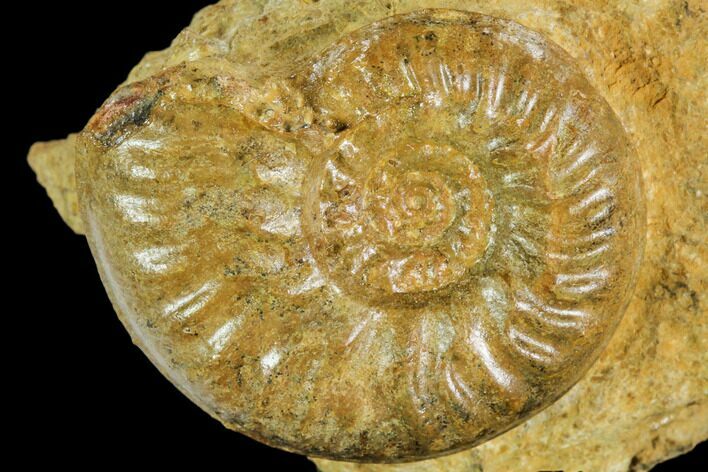 Fossil Ammonite (Ludwigia) - Germany #104549